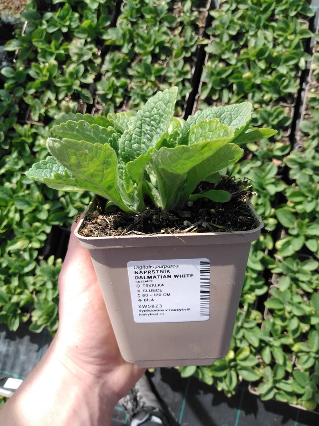 Sormustinkukka Dalmatian White - 2024