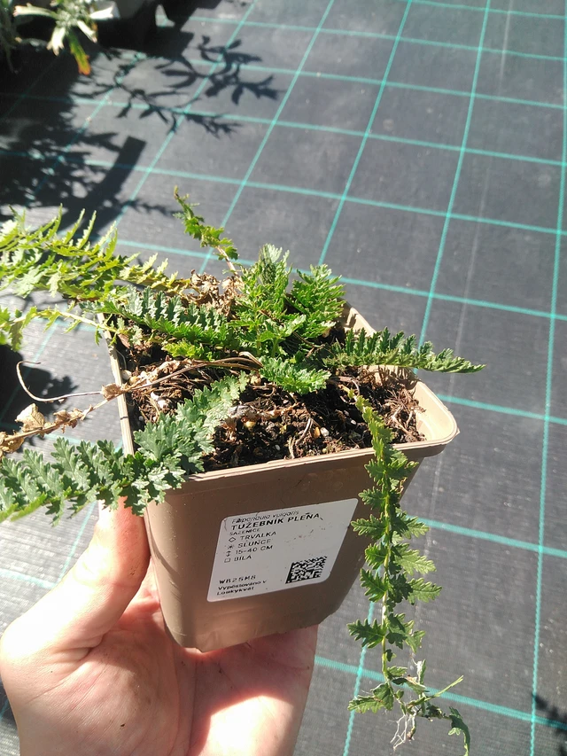 Filipéndula Plena - 30. 6. 2025