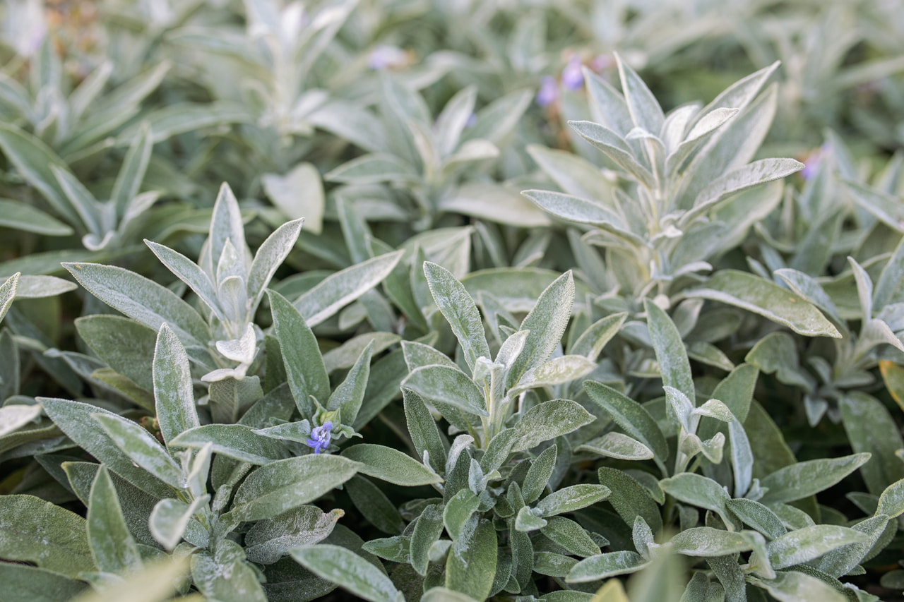 Salvia Nazareth, Loukykvět