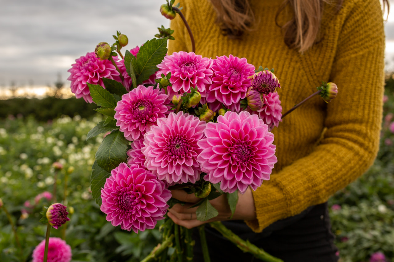 Daalia Pink Sylvia, Loukykvět