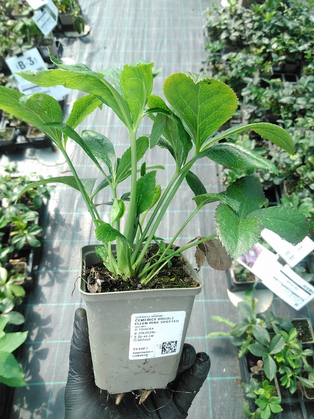 Jouluruusu Double Ellen Pink Spotted - 19. 8. 2025