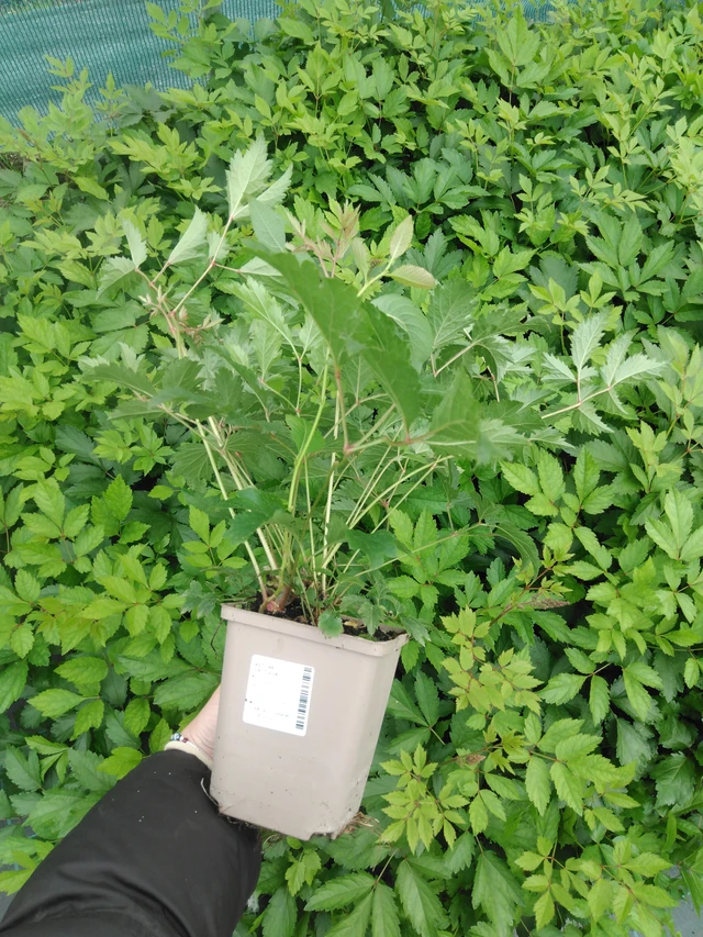 Jaloangervo Cattleya - 2024