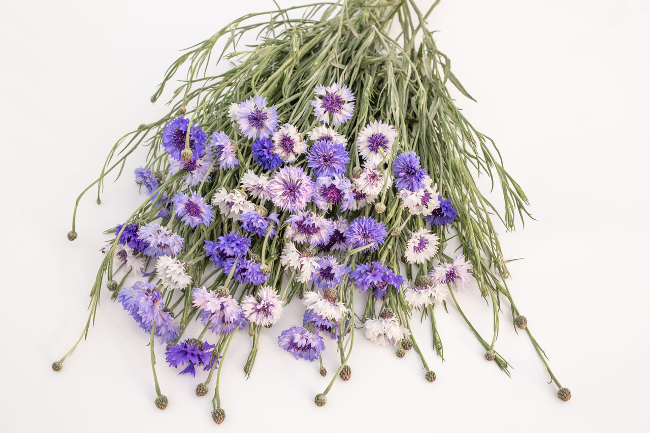 Ruiskaunokki Classic Fantastic, Loukykvět