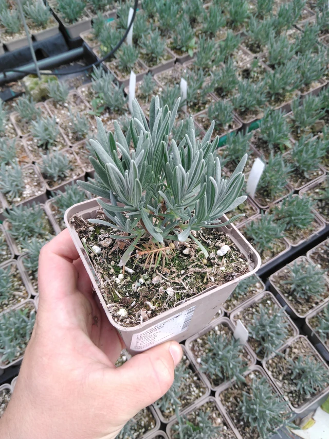 Laventeli Edelweiss - 2024