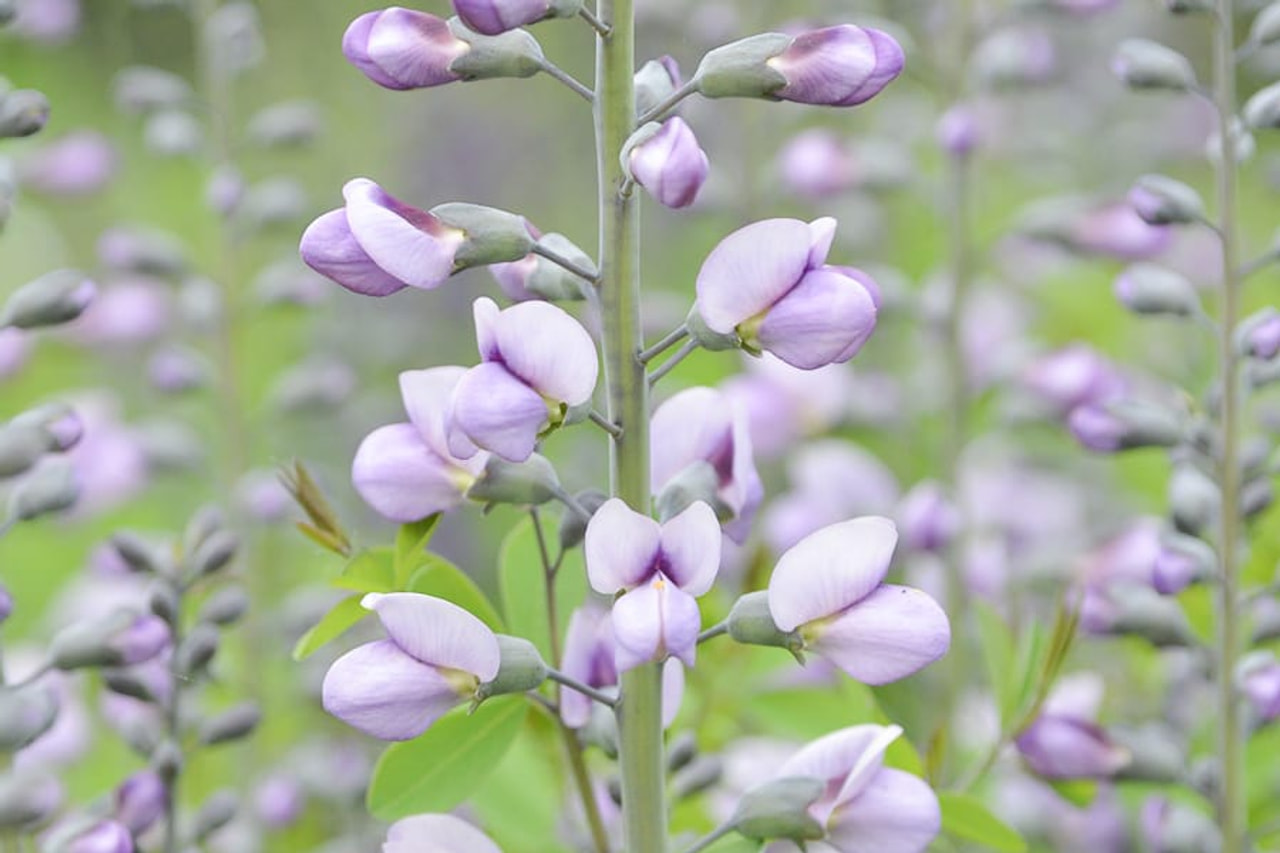 Baptisia Purple Smoke, Loukykvět
