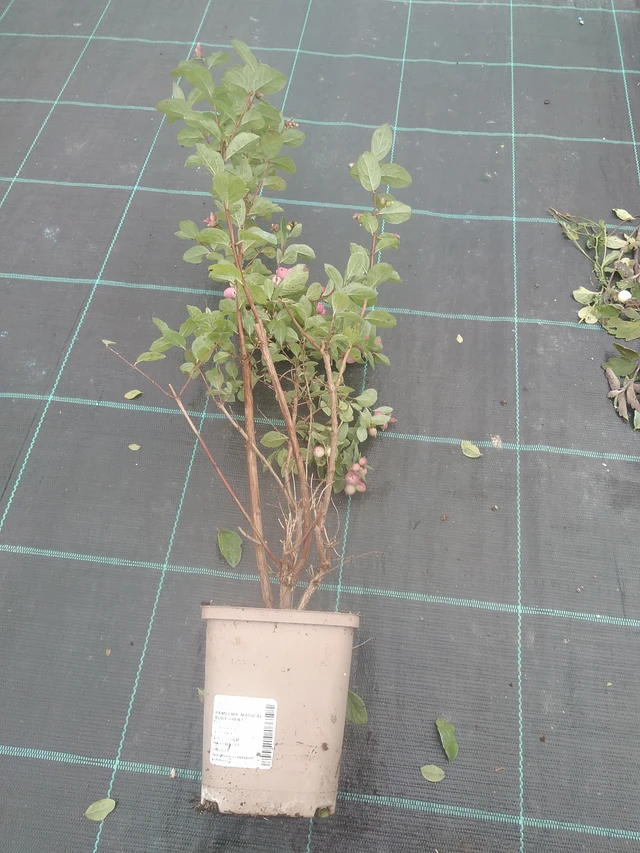 Symphoricarpos Magical Ruby Giant - 10. 10. 2025