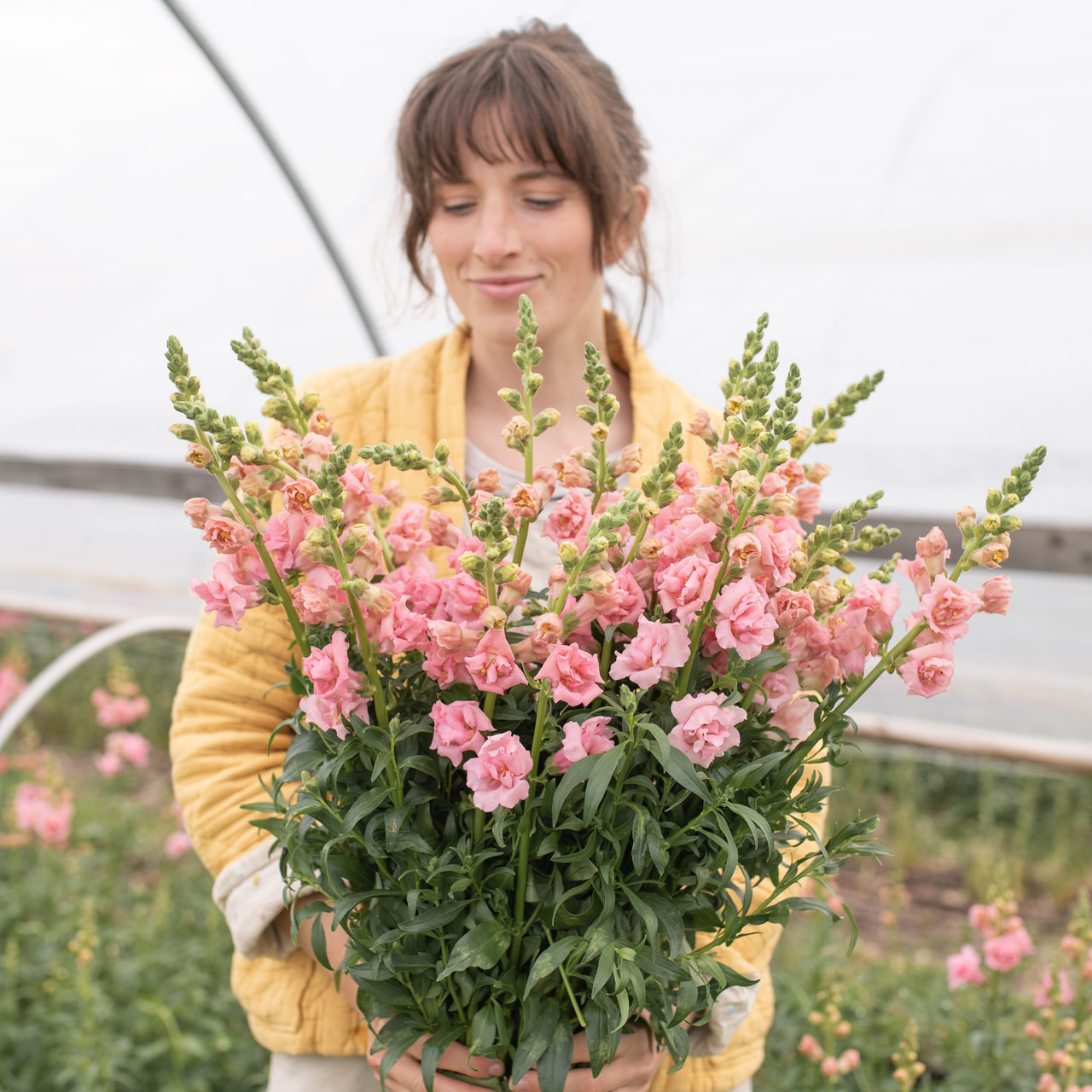 Leijonankita Snapstar Pink, Loukykvět