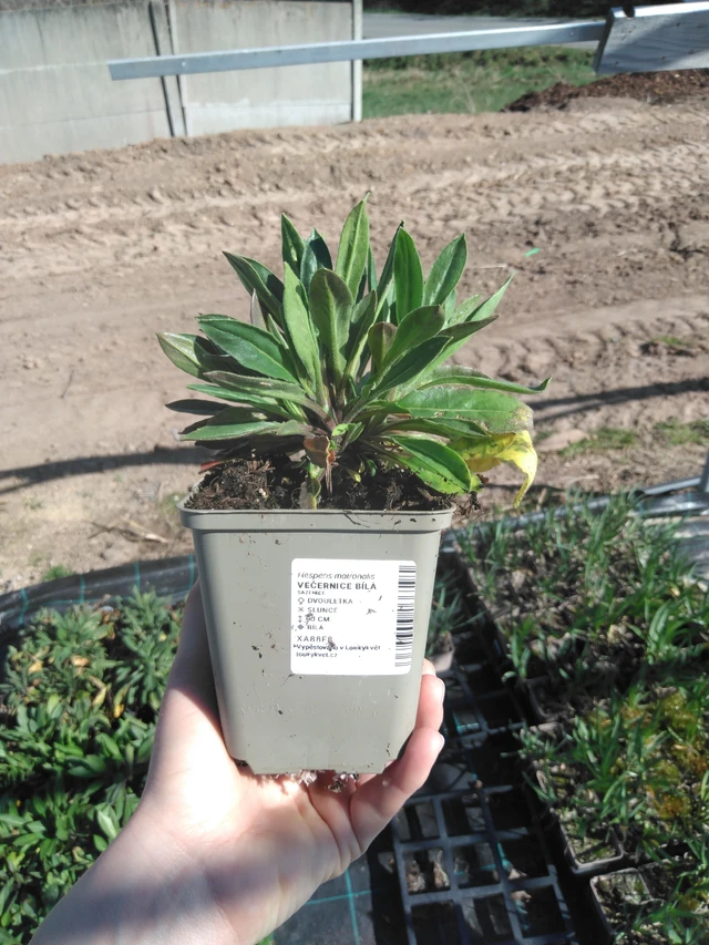 Illakko valkoinen - 3. 4. 2025