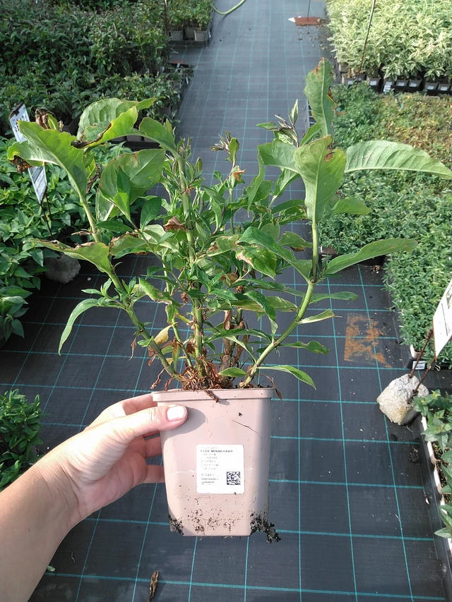 Leimu Minnehaha - 11. 7. 2025