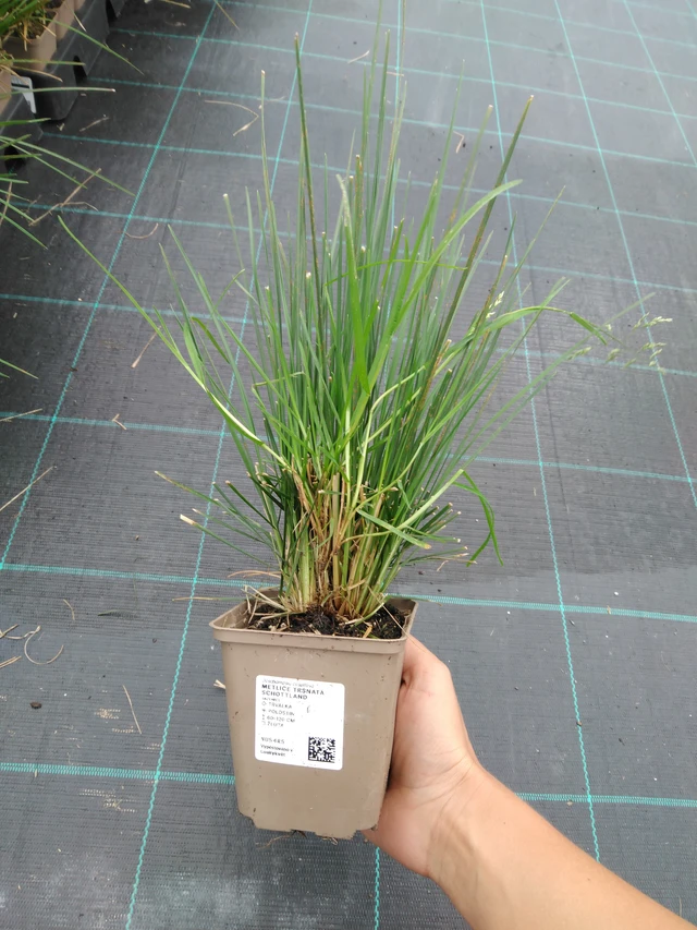 Metlice trsnatá Schottland - 10. 9. 2025