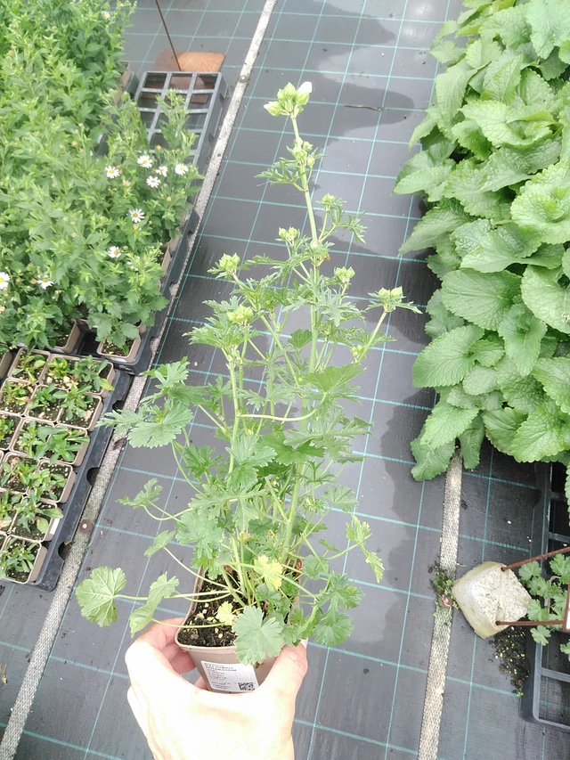 Myskimalva Appleblossom - 21. 7. 2025