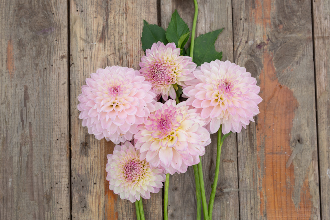 Dalia Sefton Silvertop, Loukykvět