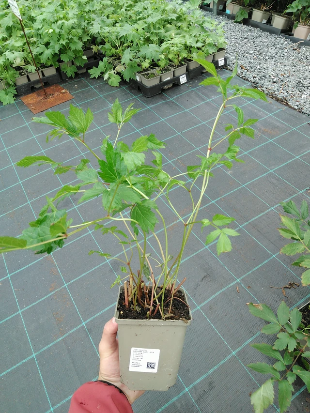 Jaloangervo Cattleya - 28. 7. 2025