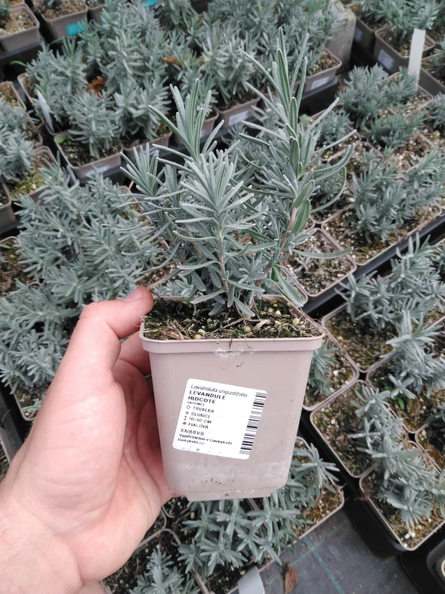 Levandule Hidcote - 2024