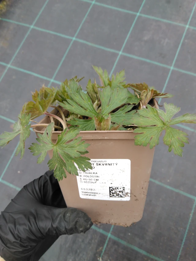 Geranium maculatum Chatto - 1. 4. 2026