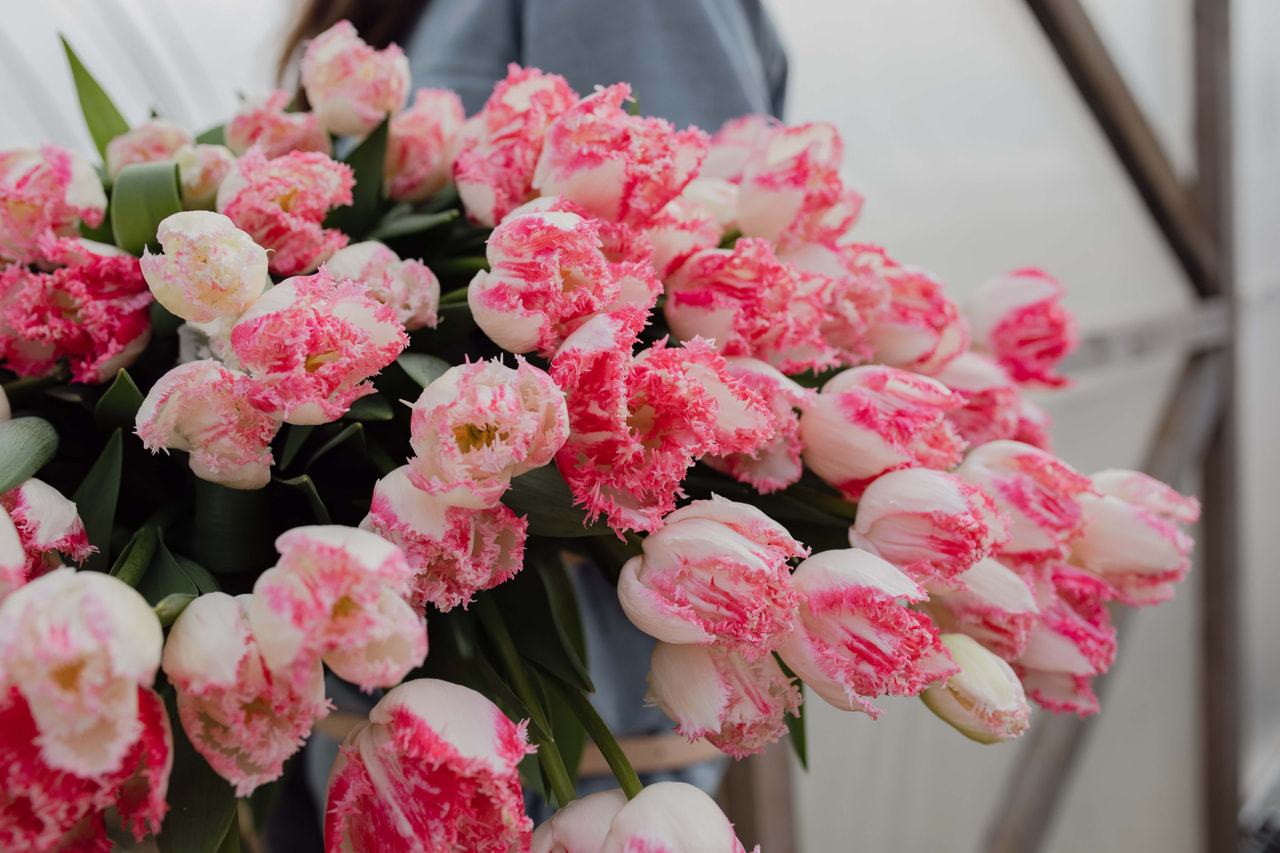 Tulppaani Neglige, Loukykvět