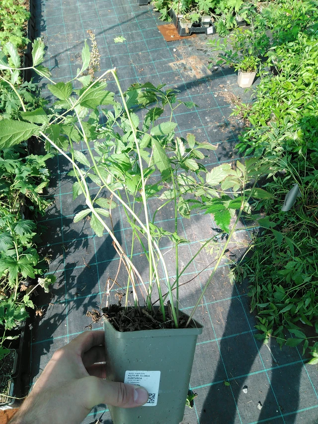 Jaloangervo Gloria Purpurea - 19. 8. 2025