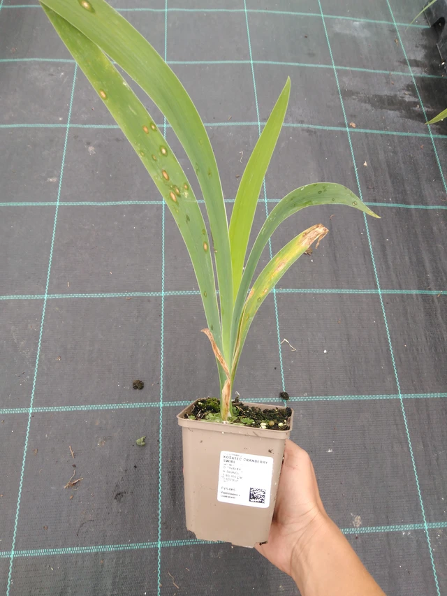 Kurjenmiekka Cranberry Swirl - 10. 9. 2025