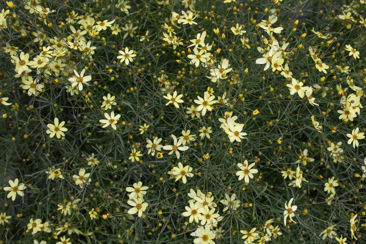 Coreopsis Moonbeam, Loukykvět