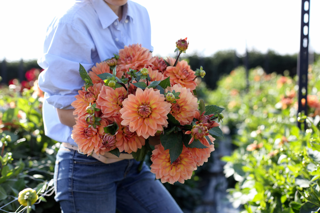 Daalia Nicholas, Loukykvět