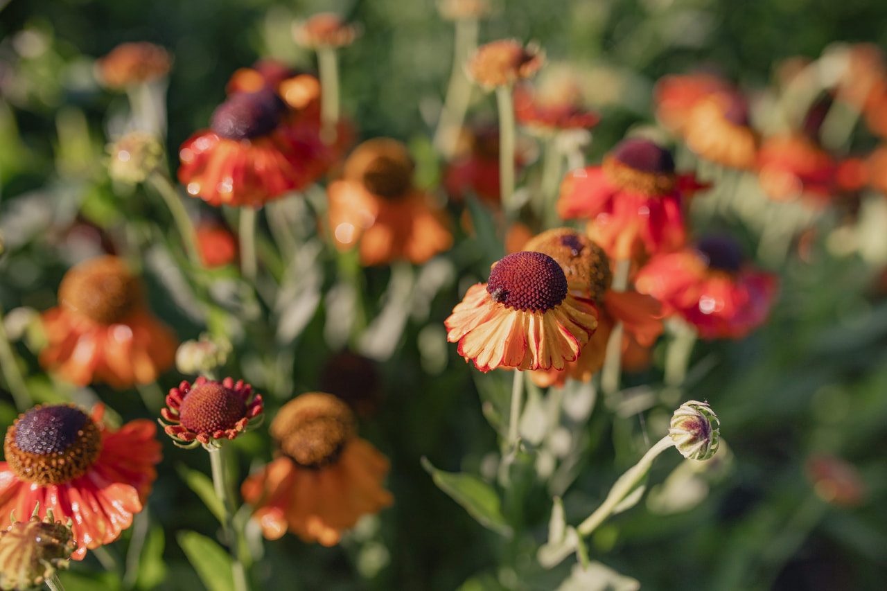 Hohdekukka Sahin's Early Flowerer, Loukykvět
