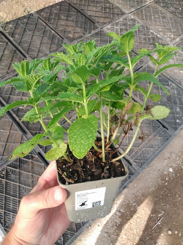 Máta Kentucky Colonel - 1. 7. 2025