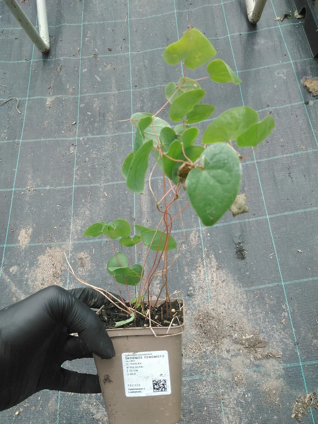 Epimedium Yenomoto - 31. 7. 2025