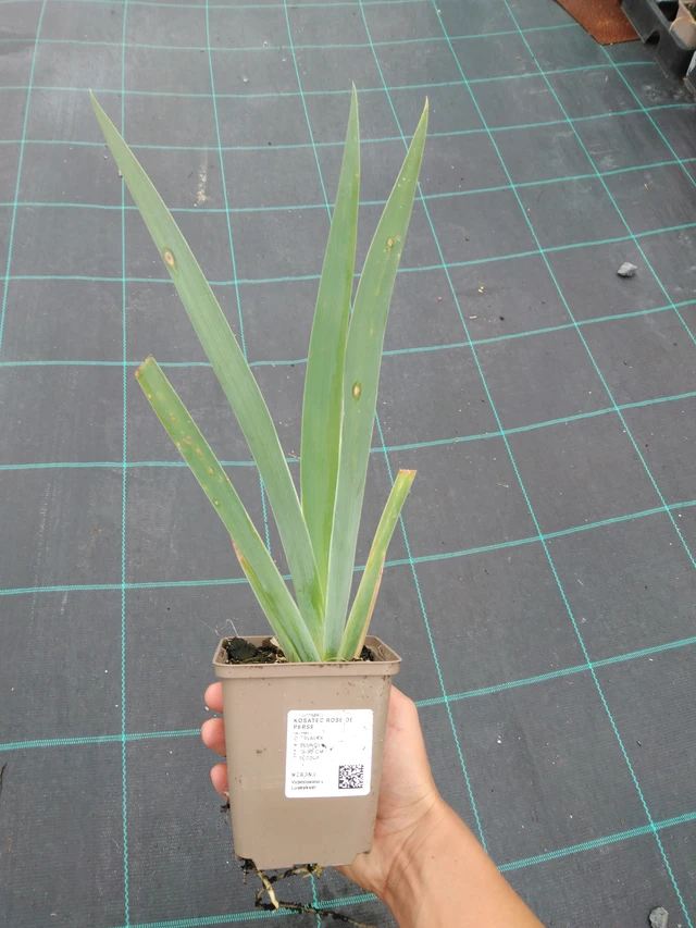 Kurjenmiekka Rose de Perse - 10. 9. 2025