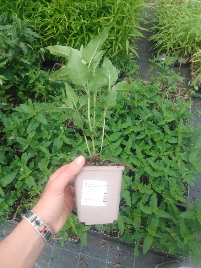 Väriminttu Schneewittchen - 2024