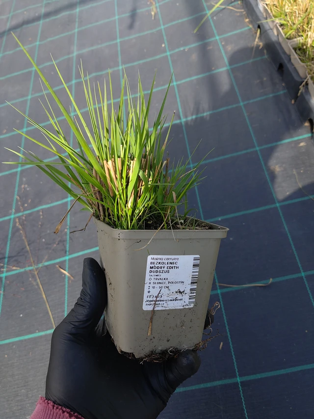 Molinia Edith Dudszus - 11. 9. 2025