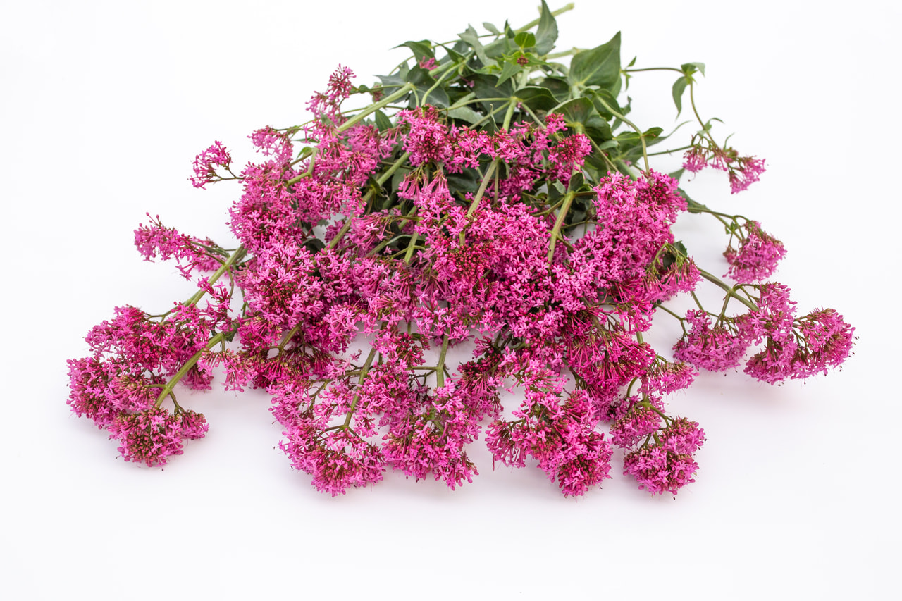 Komeapunikki Rosato Rose Pink, Loukykvět