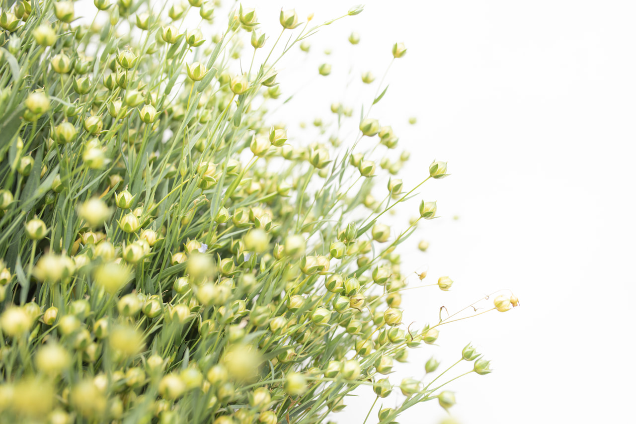 Pellava Sky Blue, Loukykvět