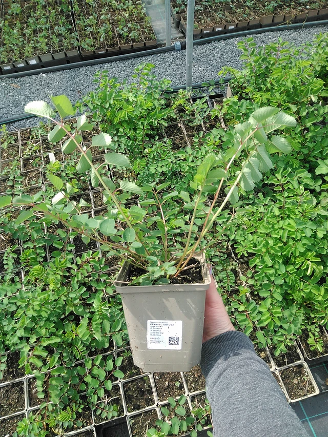 Japaninluppio - 9. 6. 2025