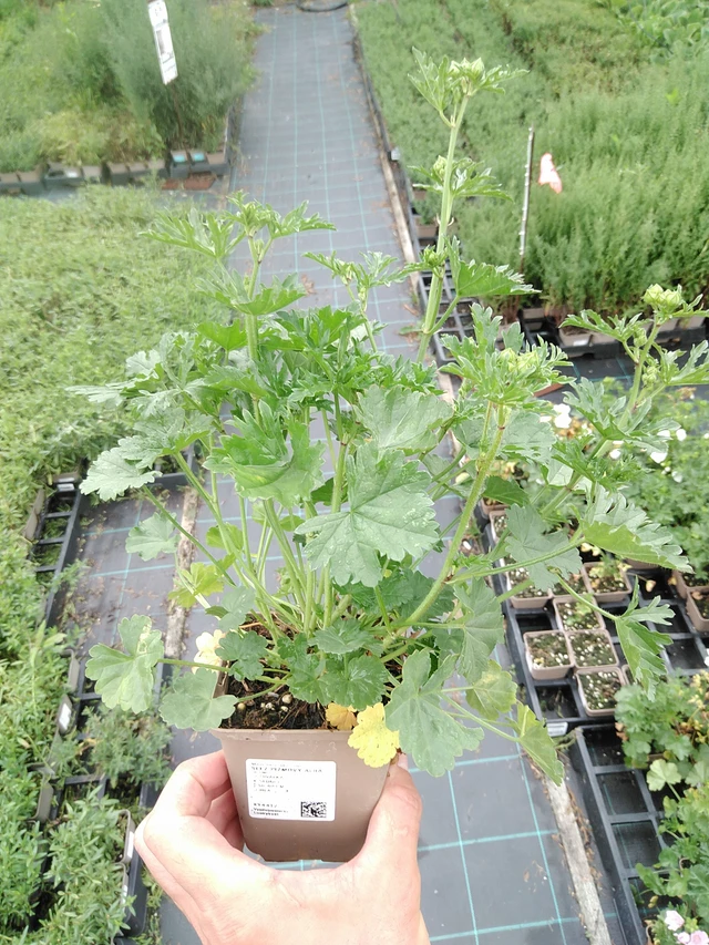 Myskimalva Alba - 21. 7. 2025