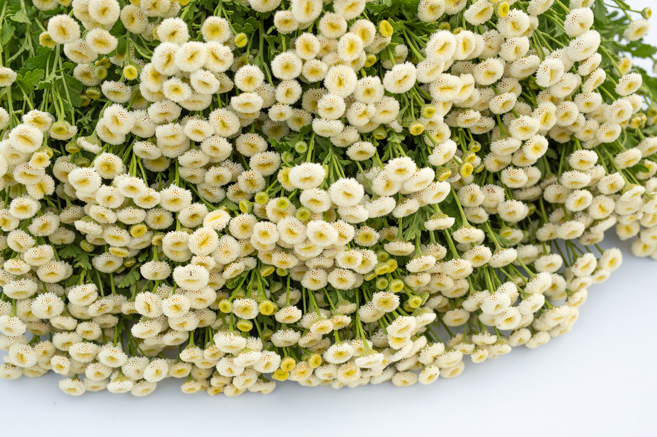 Reunuspietaryrtti Baya, Loukykvět