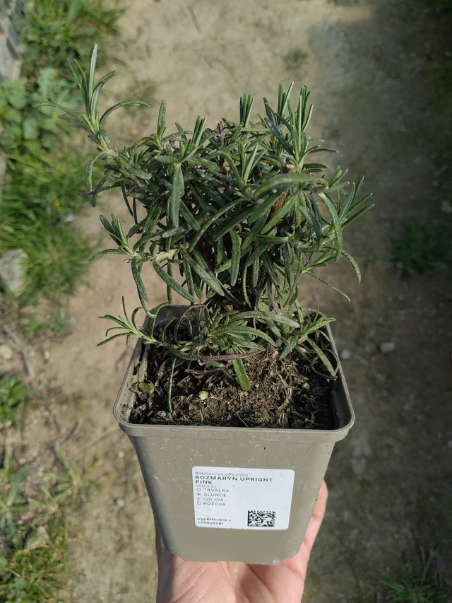 Romero Upright Pink - 27. 3. 2026