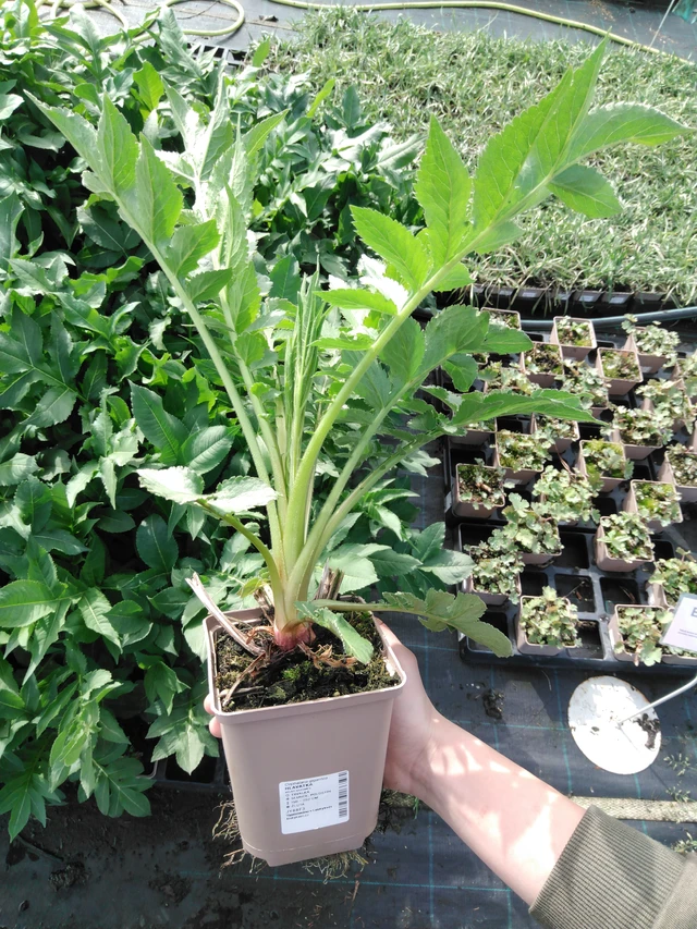 Kirahvinkukka - 2024