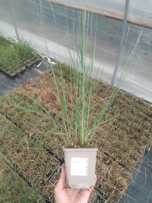 Siniheinä Heidebraut - 2024