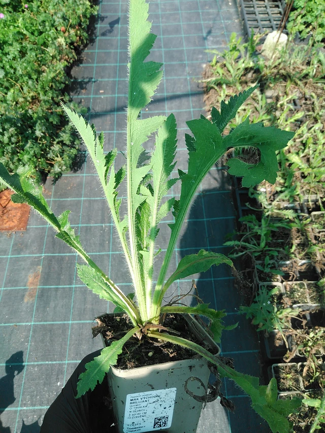 Idänunikko Brilliant - 19. 8. 2025