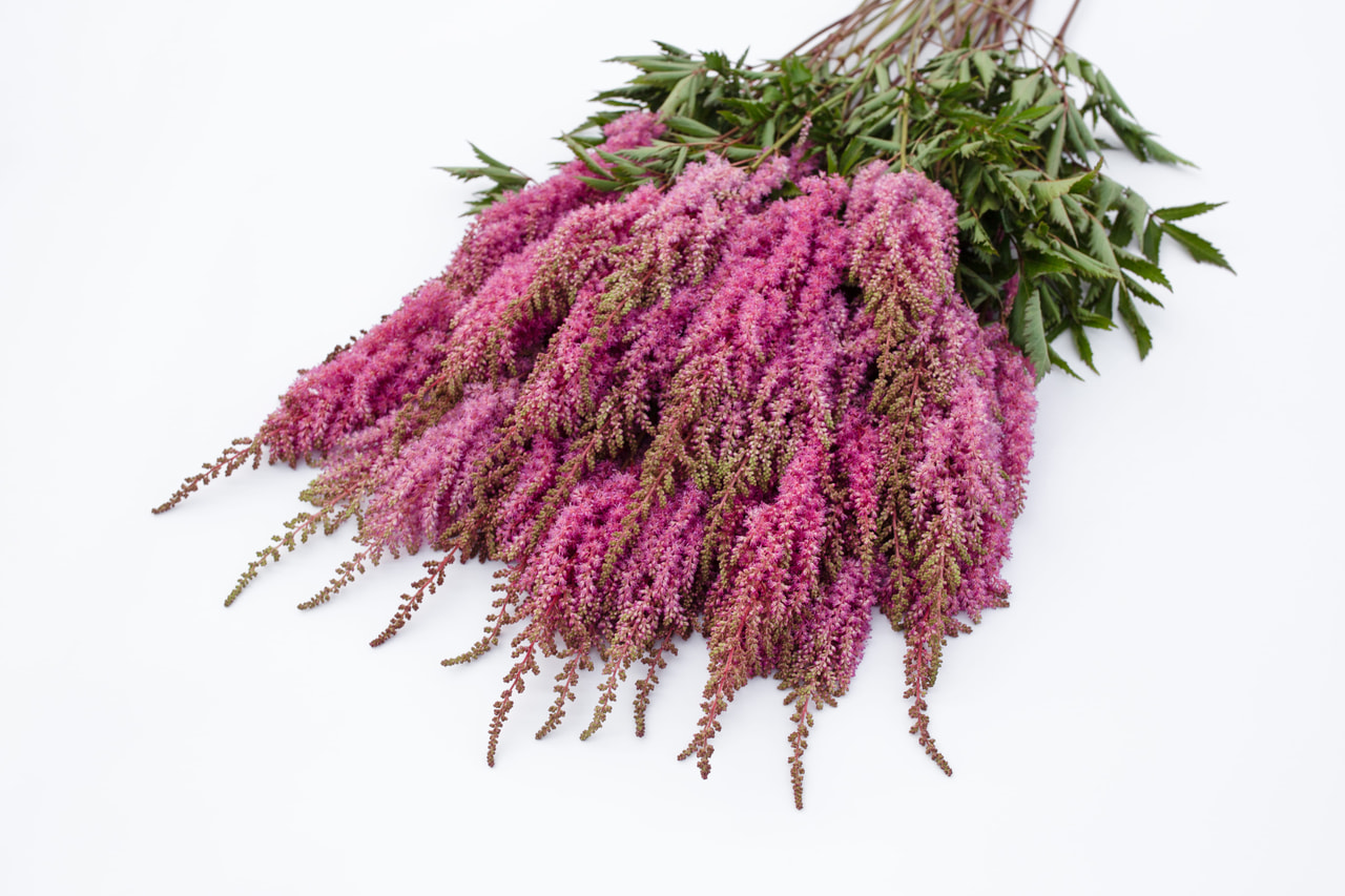 Jaloangervo Gloria Purpurea, Loukykvět