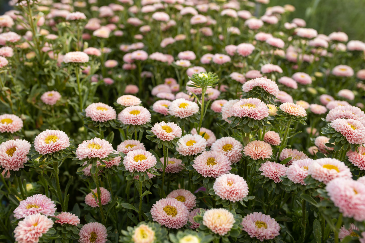 Kiinanasteri Matsumoto Apricot, Loukykvět