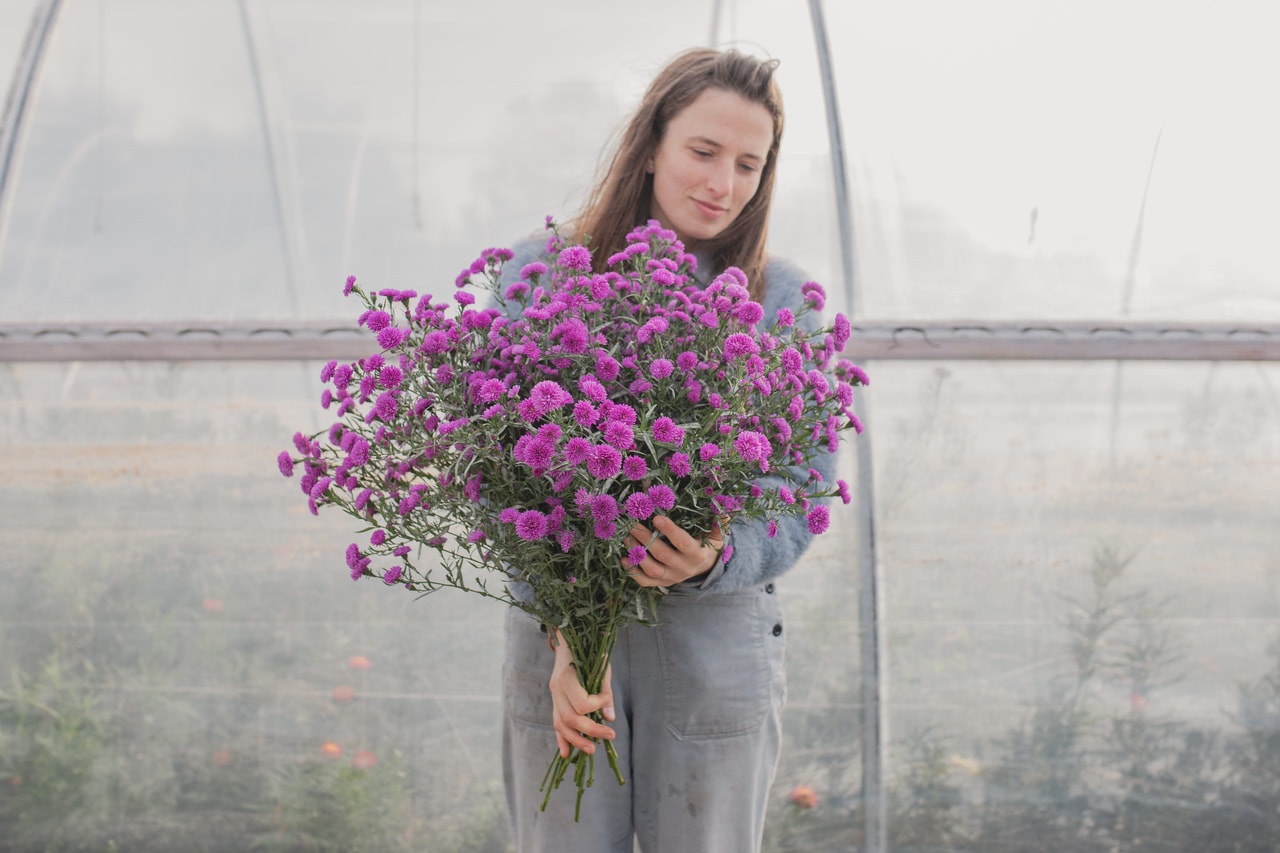 Asteri Primavera, Loukykvět