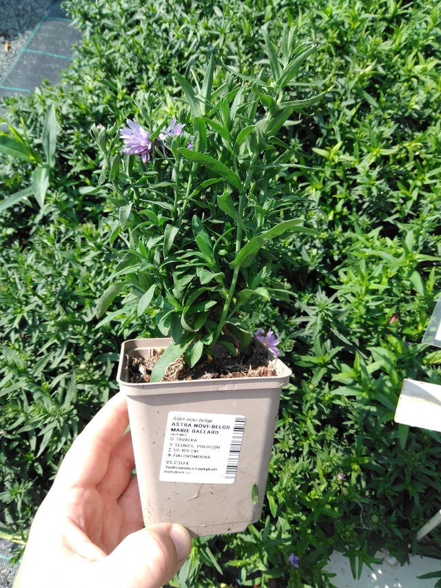 Aster novi-belgii Marie Ballard - 2024