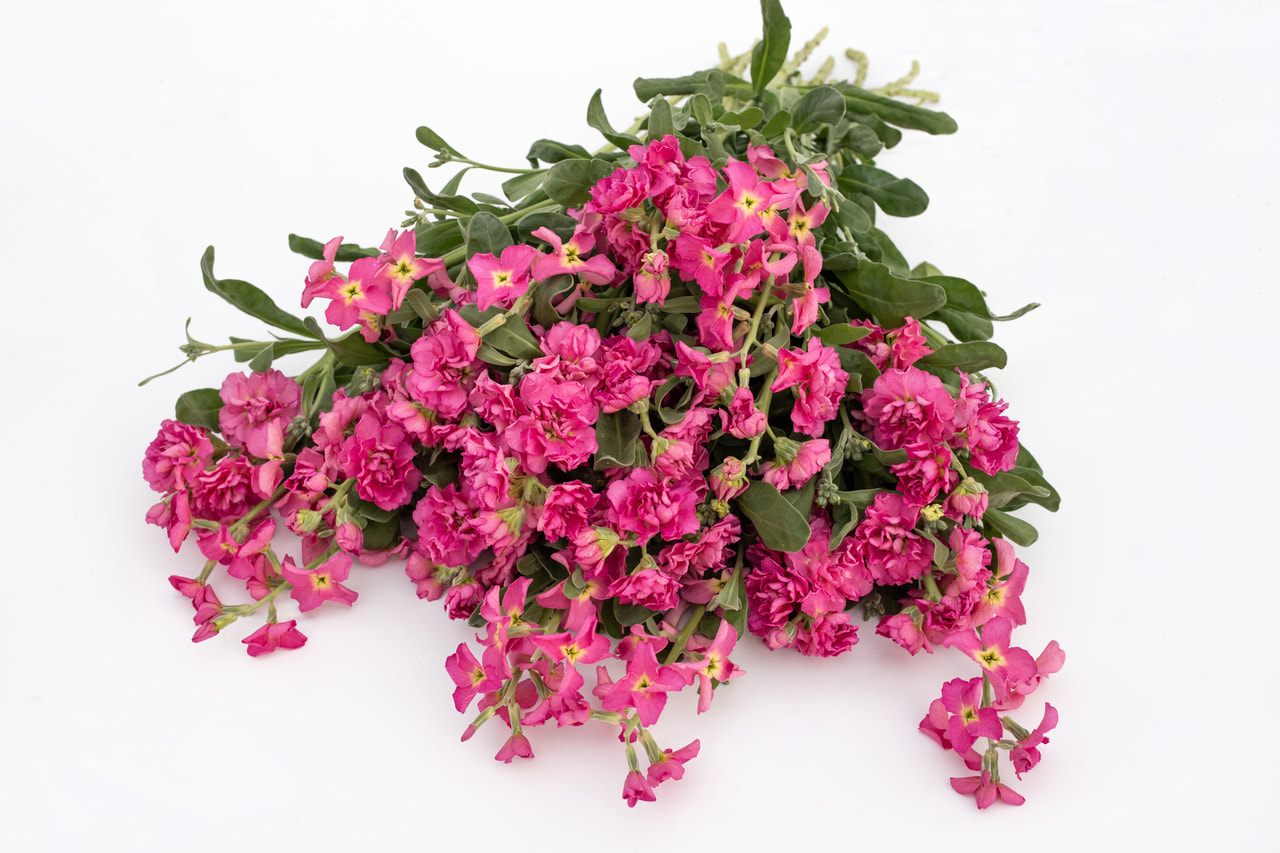 Levkoja Quartet Sunset, Loukykvět