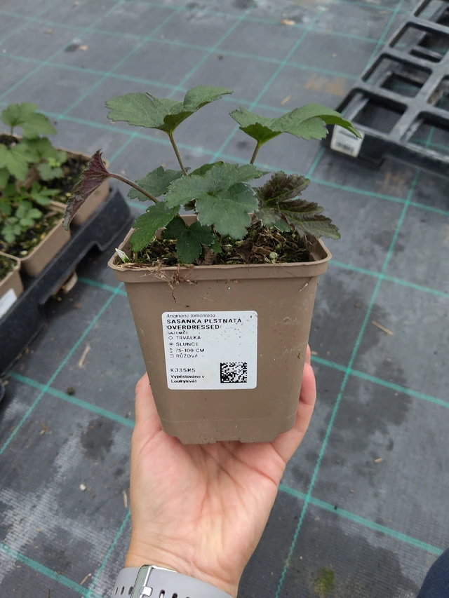 Hopeasyysvuokko Overdressed - 10. 9. 2025