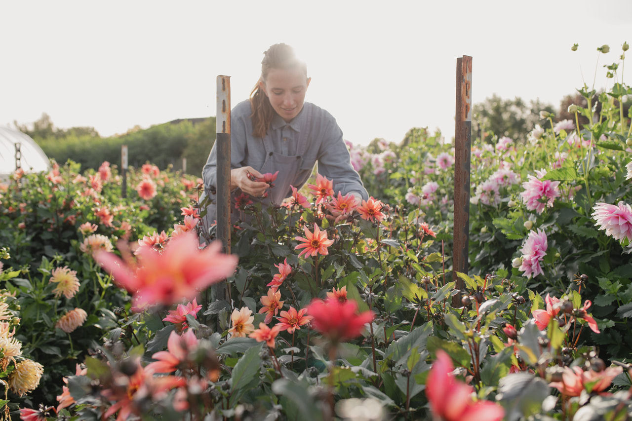 Daalia Waltzing Mathilda, Loukykvět