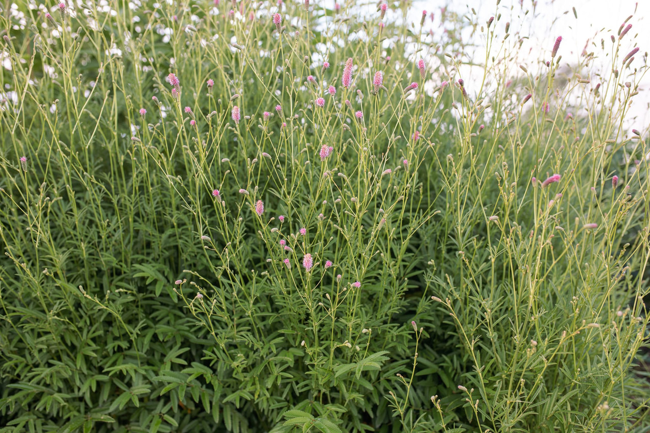 Sanguisorba Pink Tanna, Loukykvět