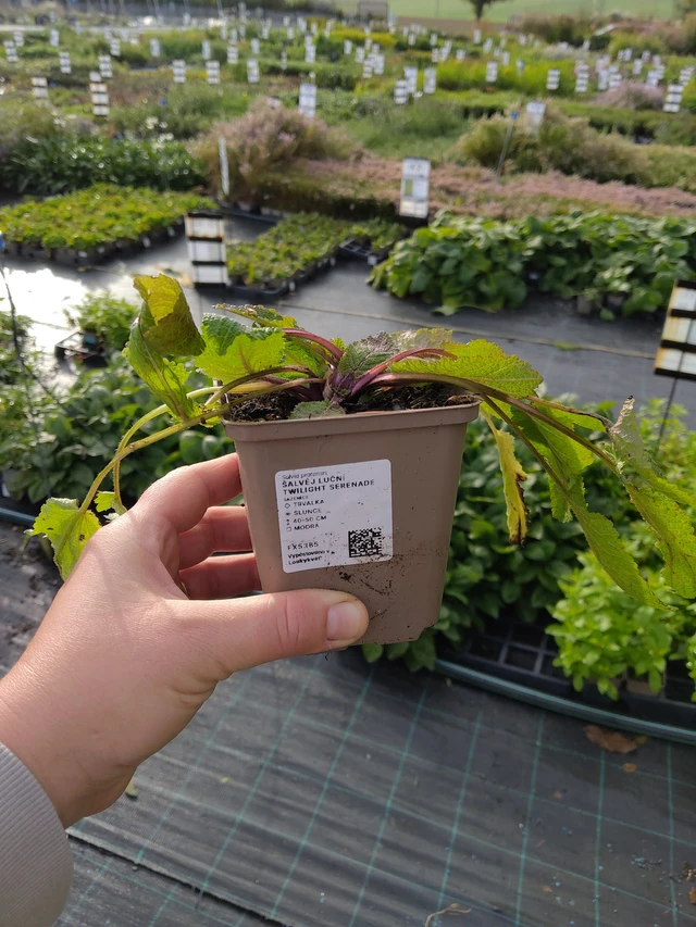 Salvia pratensis Twilight Serenade - 9. 10. 2025