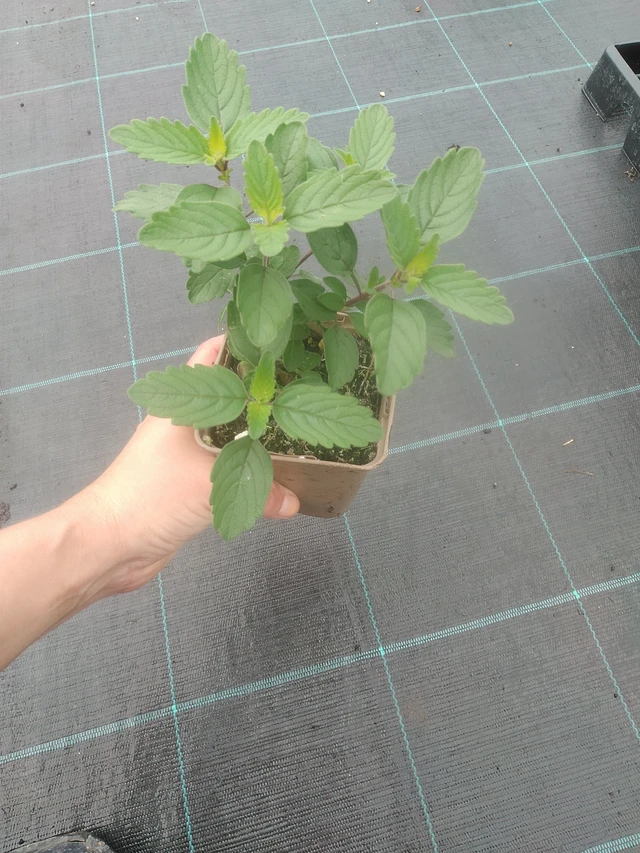 Cariópteris Pagoda Dark Pink - 17. 7. 2025