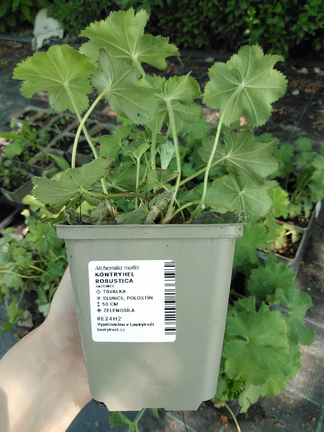 Alchemilla Robustica - 13. 5. 2025